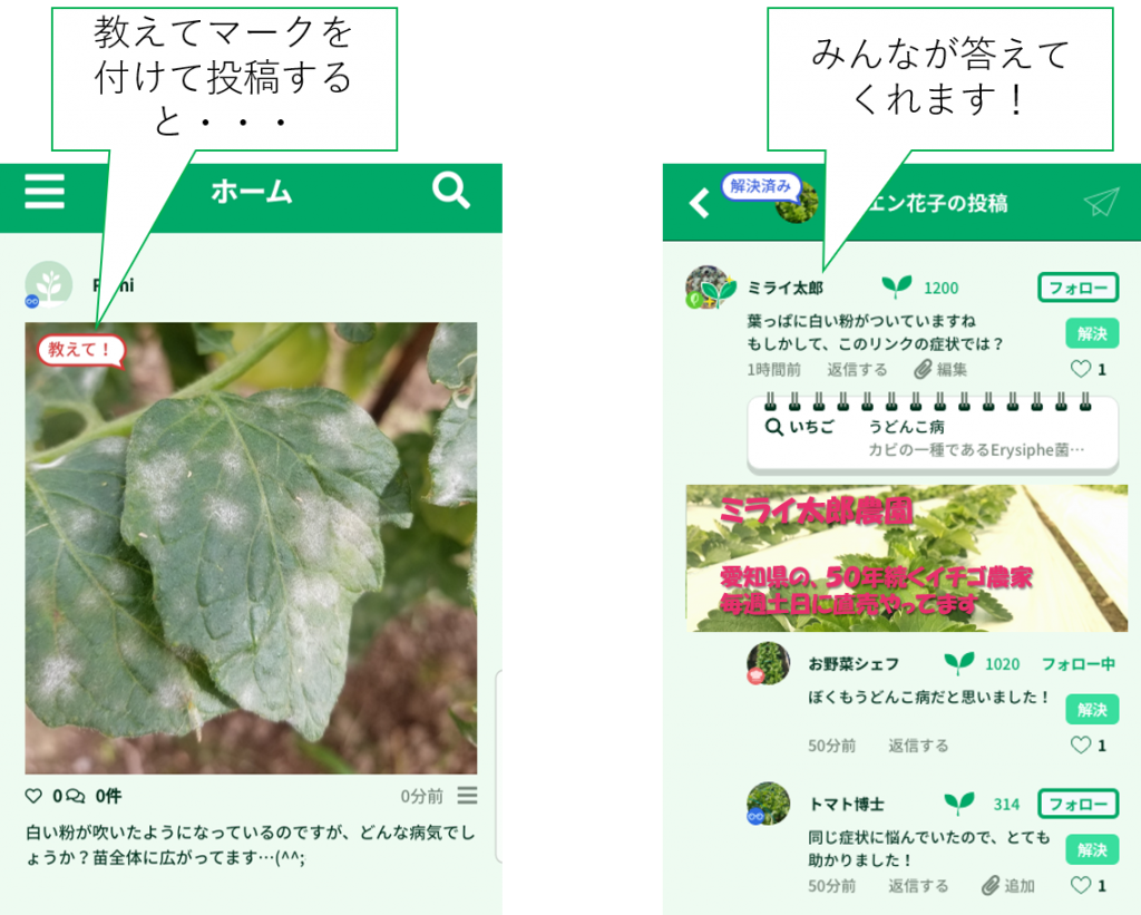 病害虫診断ai 栽培snsアプリ Scibai 株式会社ミライ菜園 病害虫診断ai 栽培snsアプリ Scibai 株式会社ミライ菜園