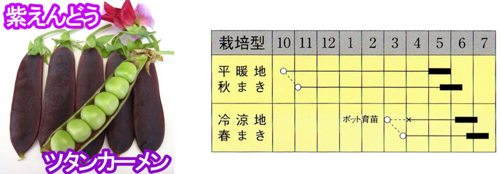 ツタンカーメンのえんどう豆 のたねプレゼントキャンペーン 終了 株式会社ミライ菜園