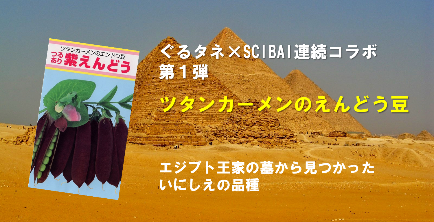 ツタンカーメンのえんどう豆 のたねプレゼントキャンペーン 終了 株式会社ミライ菜園