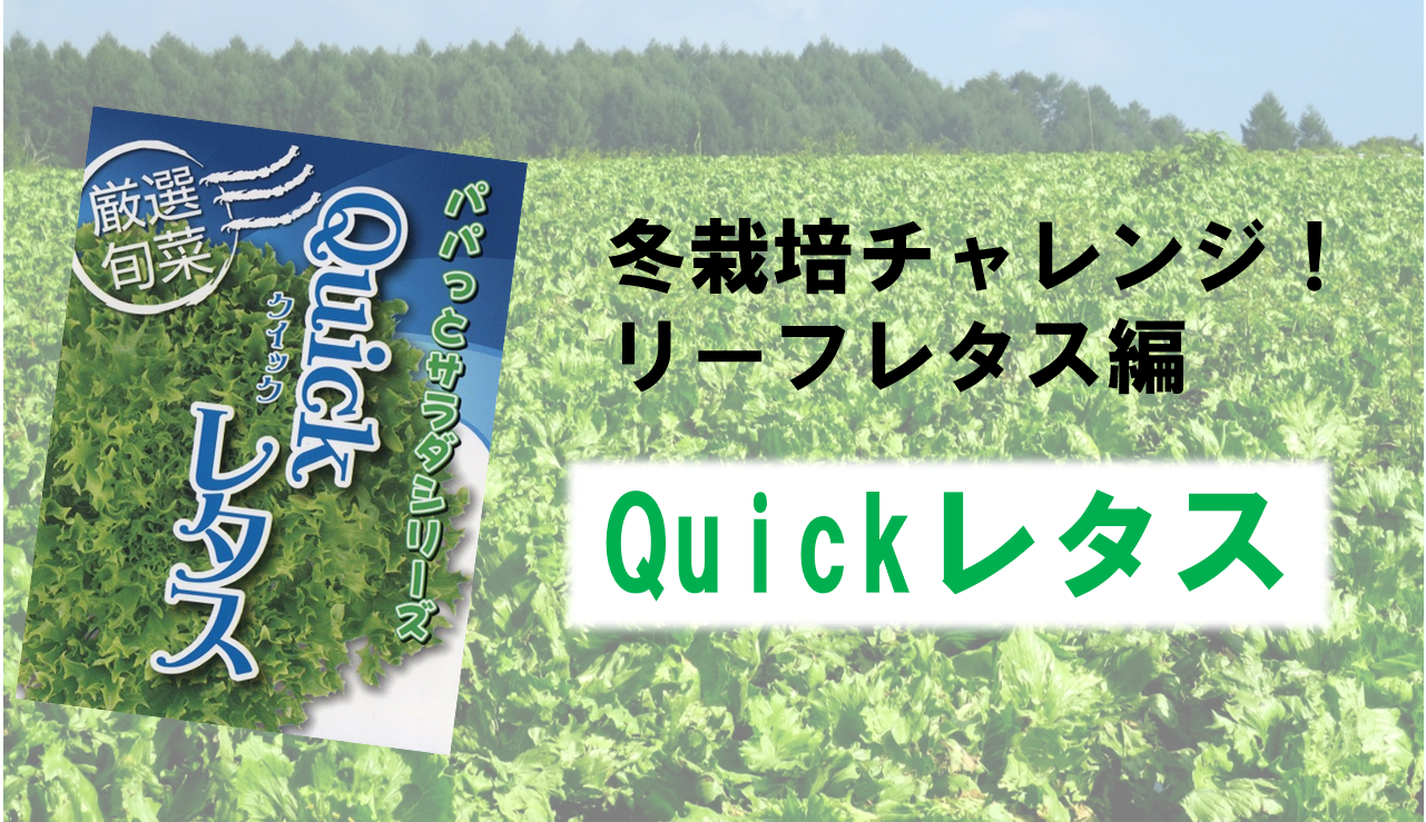 冬も野菜を育てよう みんなでリーフレタス Quickレタス の冬栽培チャレンジ 株式会社ミライ菜園