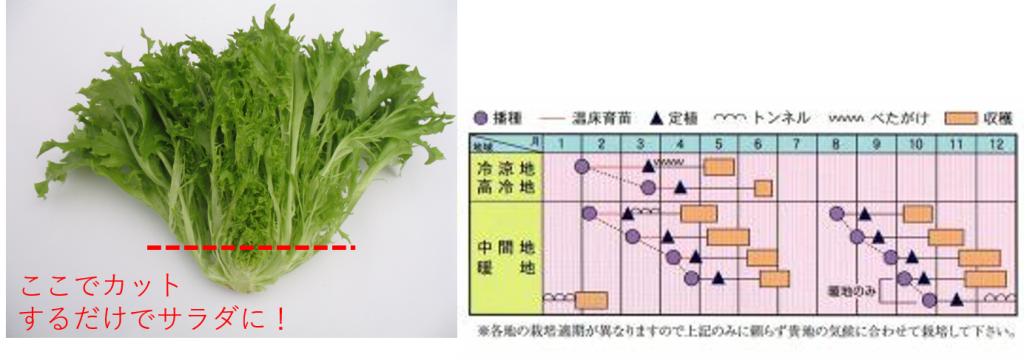 冬も野菜を育てよう みんなでリーフレタス Quickレタス の冬栽培チャレンジ 株式会社ミライ菜園