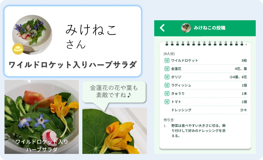 ワイルドロケット種 レシピ投稿企画 ベストレシピユーザーさんを発表 株式会社ミライ菜園